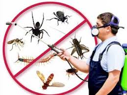 cockroach pest control thane east